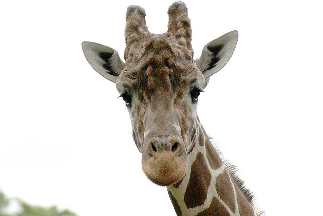 Giraffe dave huffman content marketing social media